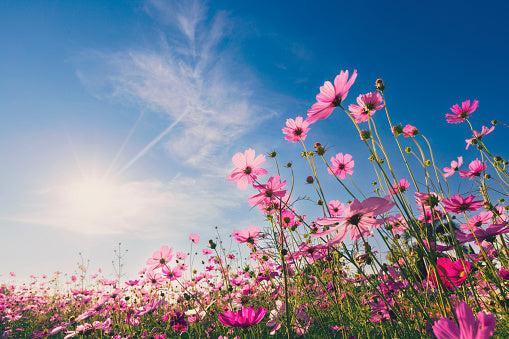 Springtime